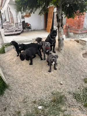 Cane Corso abgabebereit