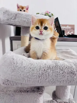 BKH Kitten Golden Shell