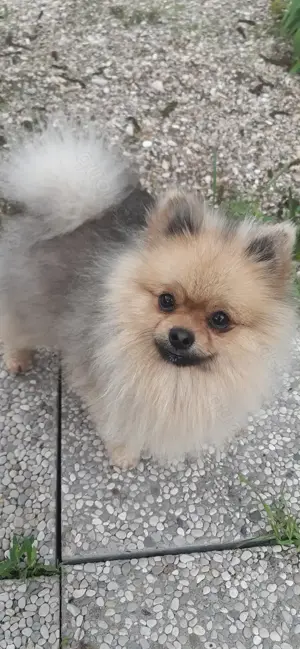 Pomeranian 1Jahr alt sucht neues Zuhause, geimpft Eu-Pass