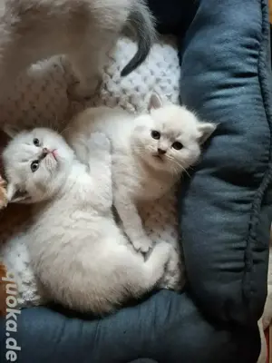 gebe ab der 12 woche zuckersüße bkh bluepoint Kitten ab 
