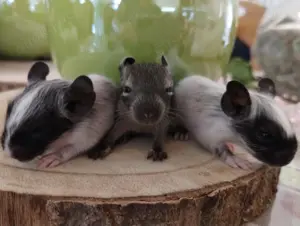 Kunterbunte Degu Babys,w m:schwarz-Schecken,agouti suchen ihren Lieblingsmenschen!