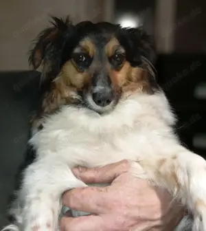 Kudra, eine freundliche, ruhige Hündin.  Bild 4