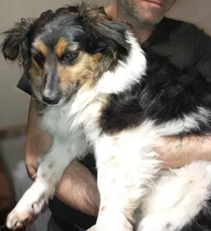 Kudra, eine freundliche, ruhige Hündin.  Bild 3