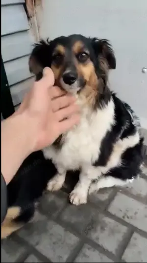 Kudra, eine freundliche, ruhige Hündin.  Bild 5