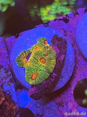 Korallen Ableger Meerwasser LPS SPS acropora zoanthus montipora