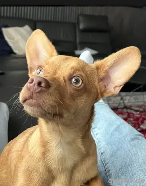 Kleines Hundemädchen ( Chihuahua französische Bulldogge ) suchtgutes Zuhause 