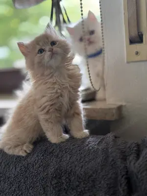 Baby Katze Perser  Bild 2