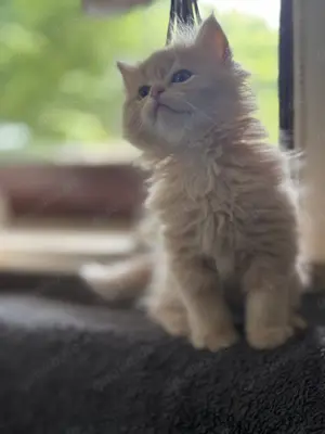 Baby Katze Perser 