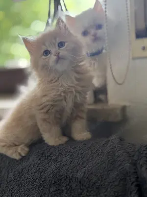 Baby Katze Perser  Bild 3
