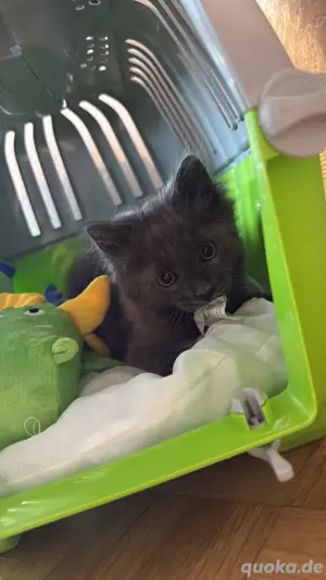 Heiligbirma Mix Kater