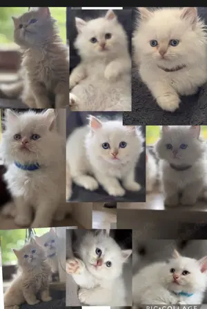 Baby Katze 