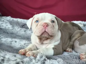 Bezaubernde *New English Bulldog* Welpen !!