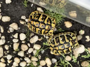 Griechische Landschildkröten