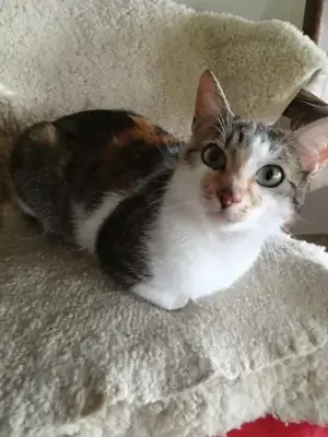 Hofkatze sucht Zuhause 