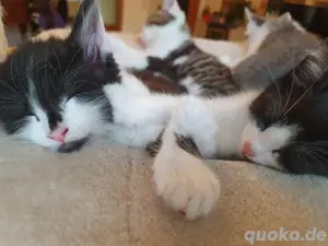 Süße Katerchen 