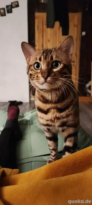 Bengal Kater dringend 