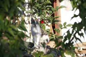 Hofkatze sucht Zuhause 
