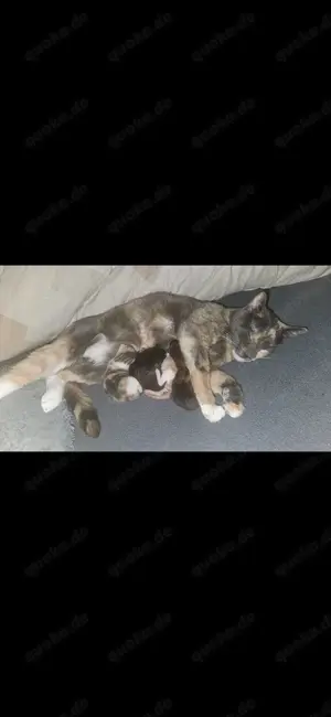Katzenbabys zu verkaufen 