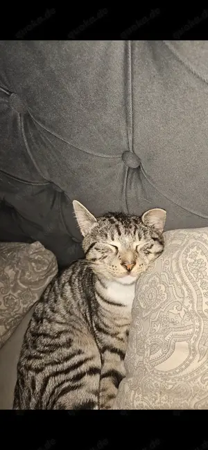 Babykatze zu verkaufen 