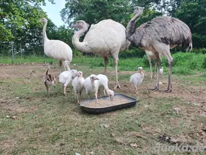 Nanduküken