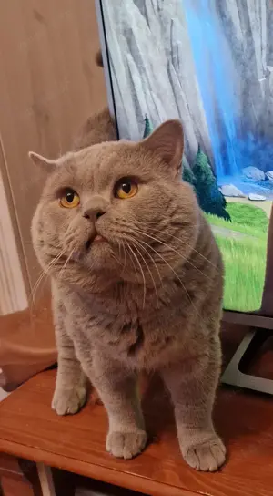 Deckkater BKH lilac