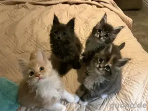 Maine Coon Kätzchen für nette Familien