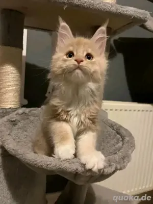 12 Wochen alte reinrassige Maine-Coon-Kätzchen verfügbar