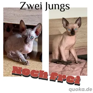 Canadian Sphynx Kitten Zwei Jungs mit Papiere