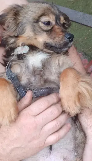 Roxy, a.d.Tierschutz, kleine aufgeweckte Hundedame 