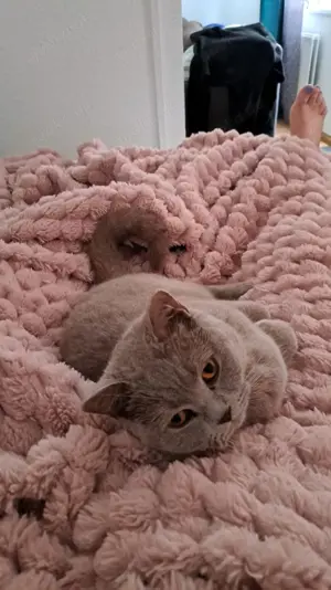 Britisch kurzhaar lilac mit Stammbaum katze junge