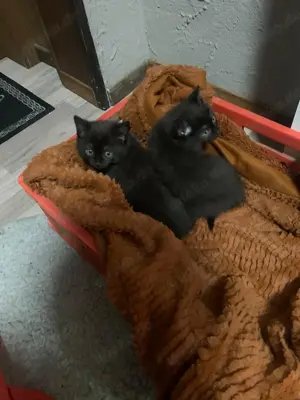 2 Nordische Waldkatzen abzugeben
