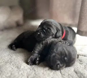 **Labrador Welpen, schwarz**FCI Verpaarung