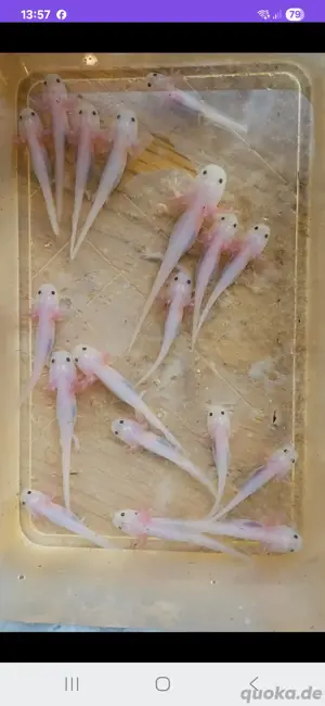 Axolotl Babys
