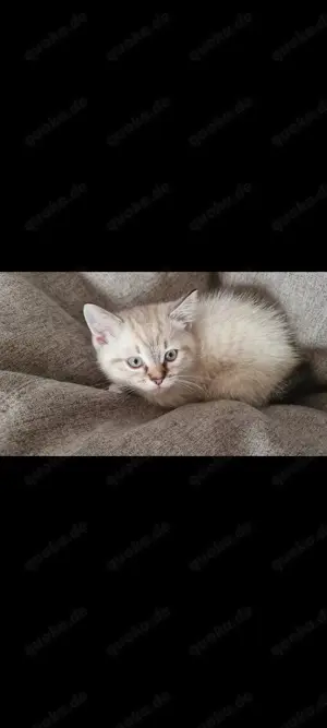 Ragdoll BKH mix kitten (2männchen & 1Weibchen)