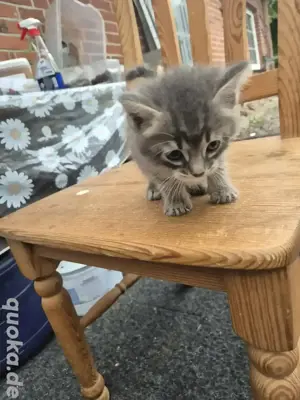 maincoon bengal mix 