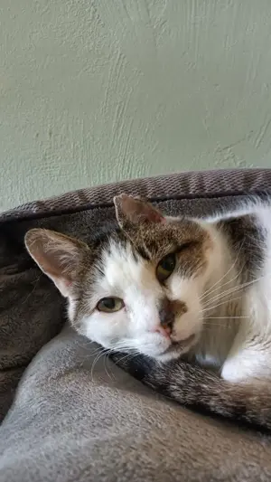 Helenka- Schmusekatze sucht Kuschelpartner