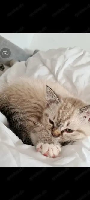 Ragdoll BKH mix kitten (2männchen & 1Weibchen)