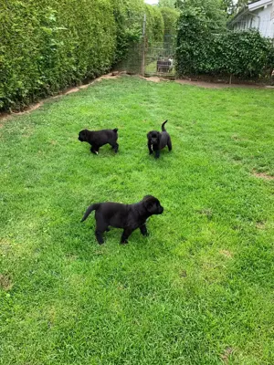 Labrador Welpen 