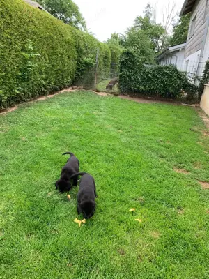 Labrador Welpen 