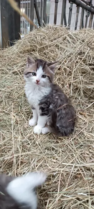 Katzenbabys vom Bauernhof 