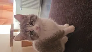 Kitten sucht liebevolles Zuhause 