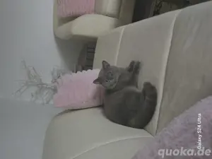 Das is Baumar. Der kater ist sehr sehr sehrlieb und 100% kinderfreundlich. Er wohnt nur drinnen. Er 