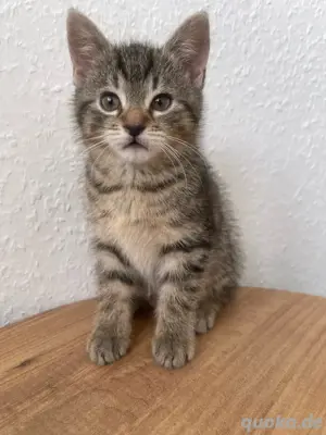 Kitten zu verkaufen