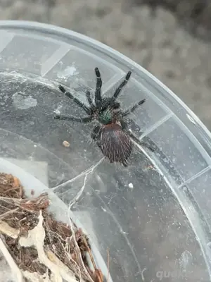 D.Diamantinensis 0.0.1,Vogelspinne