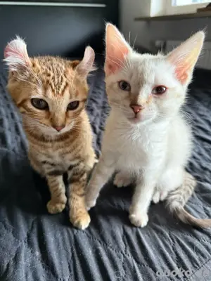 Bengalen mix 