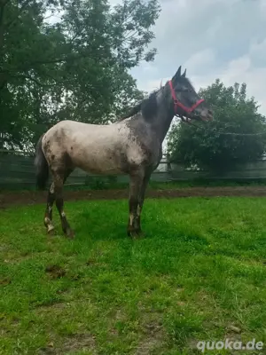 Appaloosa Pony 