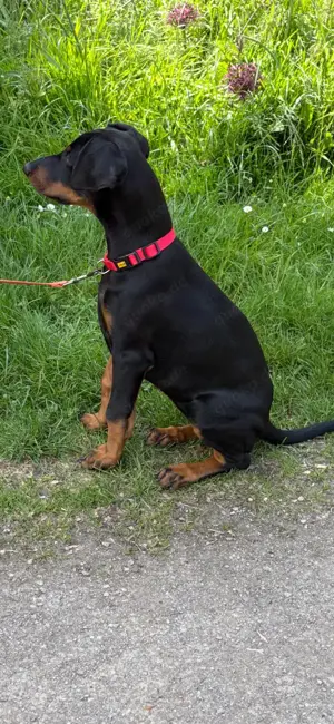 Dobermann Welpe Weibchen 3 Monate alt 