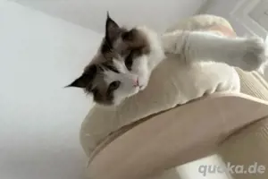Ragdoll Katze geimpft + kastriert