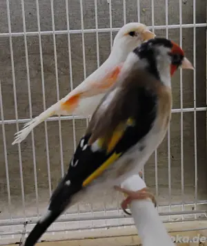 Stieglitz Pärchen 