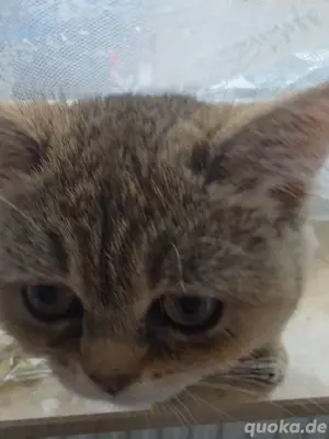  kitten golden tabby bkh Weibchen 
